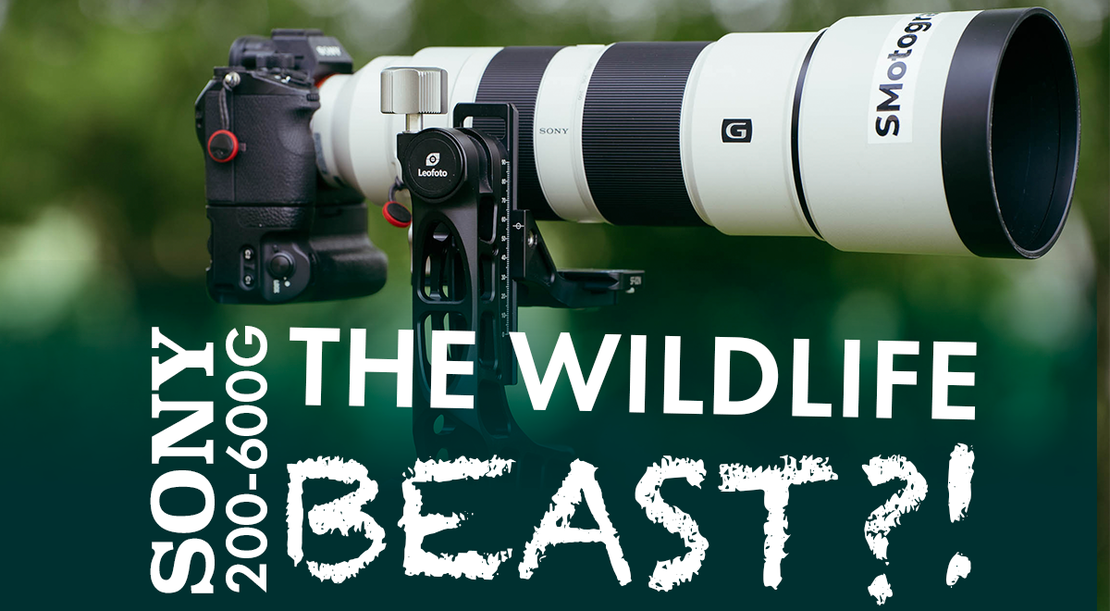 Sony FE 200-600mm f/5.6-6.3 G OSS – Is it still the best wildlife lens? Experience Report
