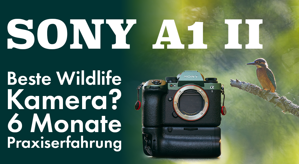 Sony A1 II im Test: Die beste Wildlife Kamera?   – 6 Monate Praxiserfahrung