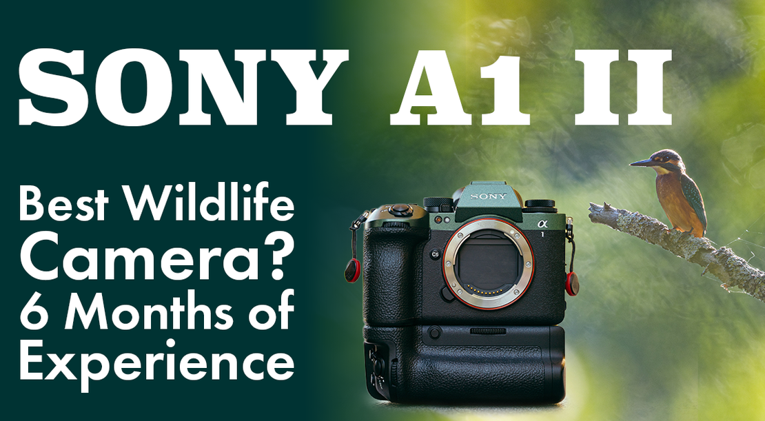 Sony A1 II Wildlife Review (2026): 6-Month Test of AF, Burst Speed & Dynamic Range